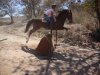 1353173591_457139615_4-Entrenadorarrendador-de-caballos-de-salto-en-guadalajara-Compra-Venta.jpg