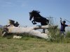 1371994209_521150440_1-Fotos-de--Arrendador-de-caballos-de-salto-y-doma-clasica.jpg